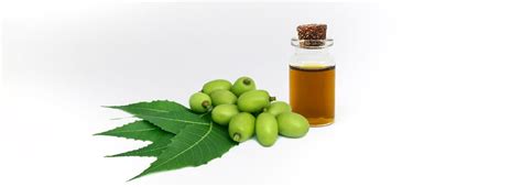 Neem Oil: Un Trésor Naturel Pour l’Industrie Cosmétique et Agricole!