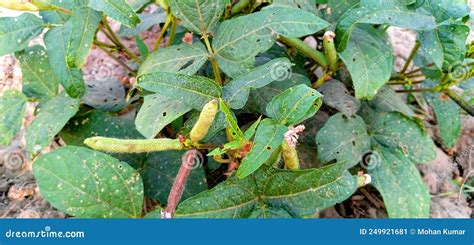  Urd bean! Une légumineuse fascinante pour l'alimentation animale et les bioplastiques.