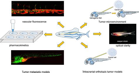  Xenograft en Bioingénierie: Quelles sont les Applications Promesseuses de ce Matériau Naturel ?